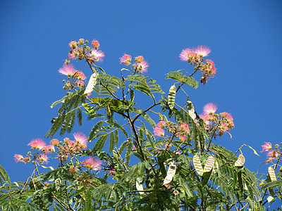 Albizia Julibrissin, Persian Silk Tree thumbnail