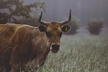 brown cattle on grass field thumbnail