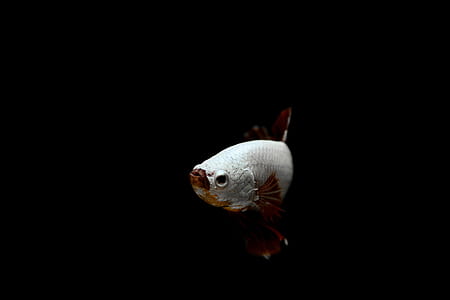 white fish thumbnail