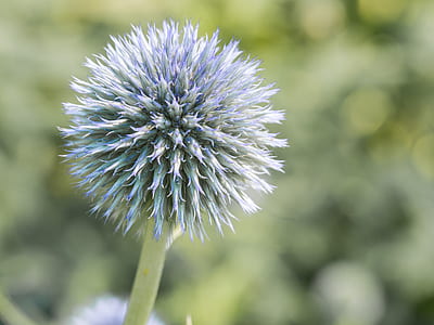 round blue flowers selective-focus photography thumbnail