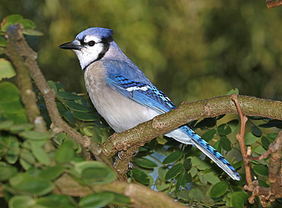 selective focus photography of blue jawy thumbnail