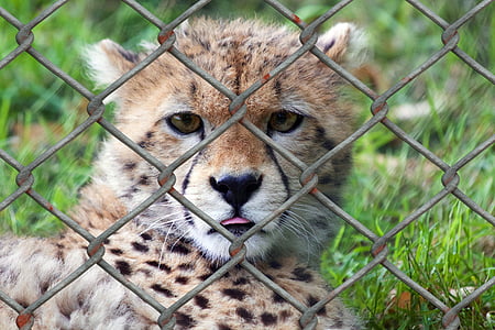 selective focus photography baby cheetah thumbnail