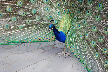 close-up photo of blue and green peacock thumbnail