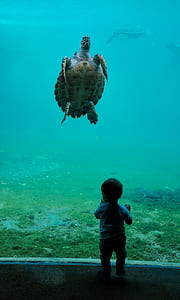 turtle under the sea thumbnail