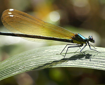 Damselfly on Blade of Grass thumbnail