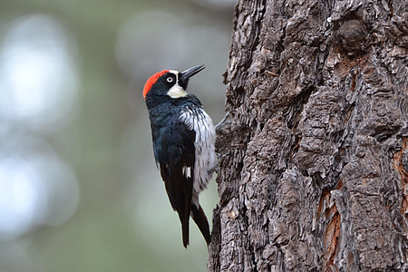 black, white, and red bird on brown tree taken at daytime thumbnail