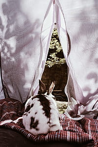 white and black rabbit in tent thumbnail
