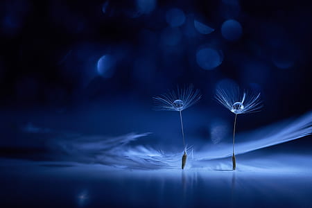 two white petaled flowers thumbnail