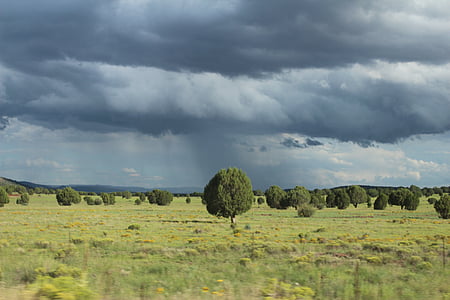 green trees under gray cloudy skies thumbnail