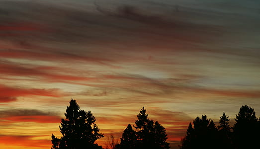 Silhouette Image of Trees Under Orange Clouds thumbnail