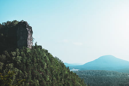 nature, sky, forest, trees thumbnail