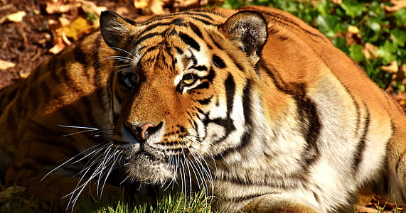 brown and black tiger thumbnail