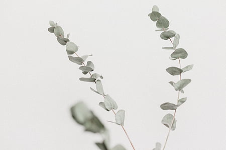gray leaf plant with white background thumbnail