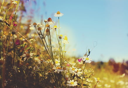 close up photo of daisy flower thumbnail