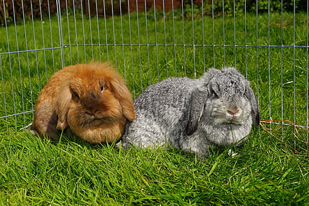 two brown and gray rabbits on green grass thumbnail