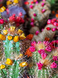 close-up photo of green cactus thumbnail