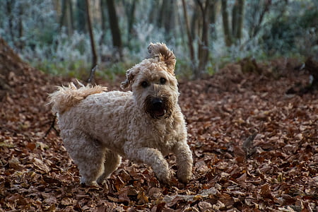 dog, jump, play, autumn, leaves, irish soft coated wheaten terrier thumbnail