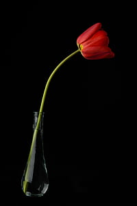 red tulip photo thumbnail