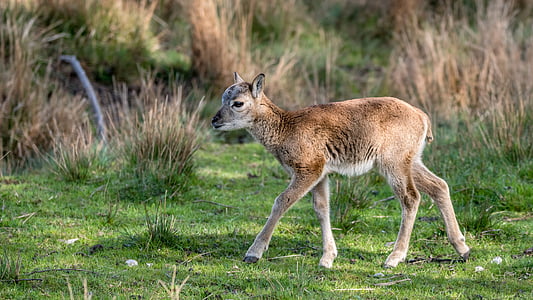 baby deer walking along green grass field thumbnail