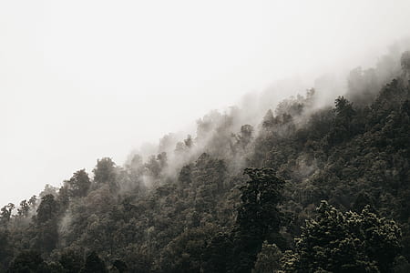 forest with cloudy sky thumbnail