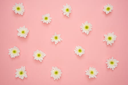 white-and-green chrysanthemums on pink surface thumbnail