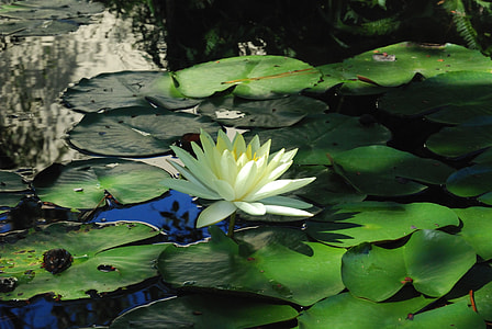 green waterlily on pond thumbnail