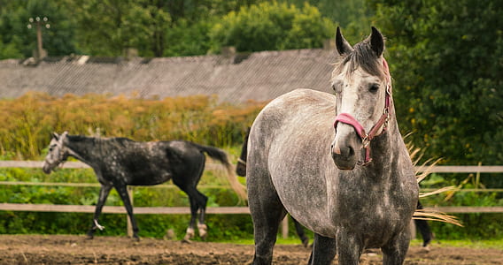 two gray stallions outdoor thumbnail
