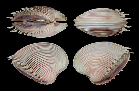 four white seashells thumbnail