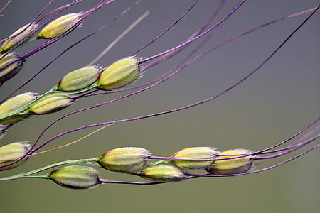 close-up photo of green and purple plant thumbnail