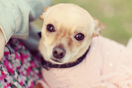 closeup photo of tan Chihuahua thumbnail