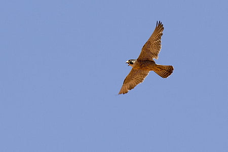 brown eagle flying midair during daytime thumbnail