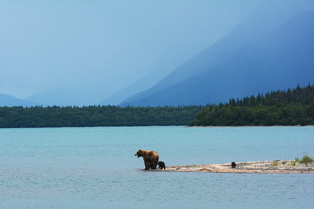 brown bear with cubs beside shore thumbnail