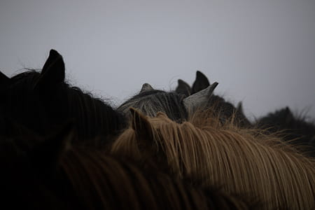 two brown and black horses thumbnail