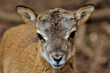 brown deer thumbnail