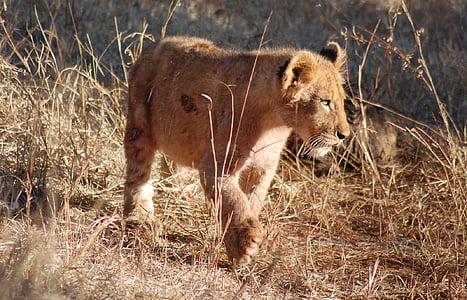 brown lioness on brown grass thumbnail