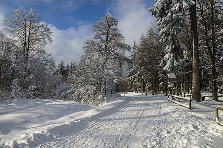 pine trees during winter season thumbnail