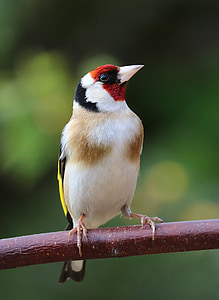 focus photography of European goldfinch thumbnail
