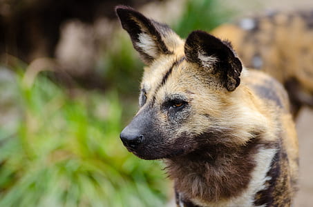 brown hyena thumbnail