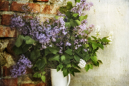 purple petaled flowers on pot thumbnail