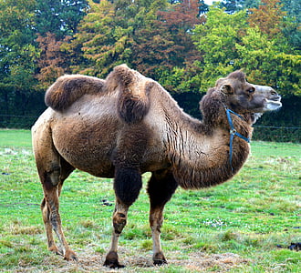 brown camel close-up photography thumbnail