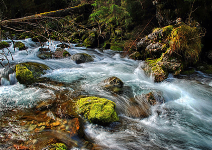 photo of river in forest during daytime thumbnail
