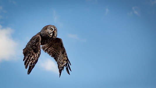 brown owl in flight thumbnail