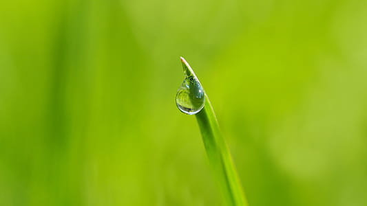 Macro Photogoraphy of Dewdrop on Leaf thumbnail
