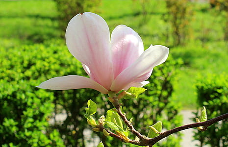 pink flower thumbnail