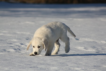 cream golden retriever puppy thumbnail