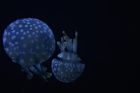 two grey jellyfishes thumbnail