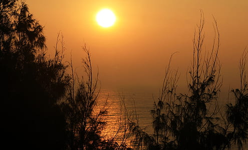 silhouette of trees and plants during sunset thumbnail