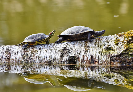 two black turtles thumbnail