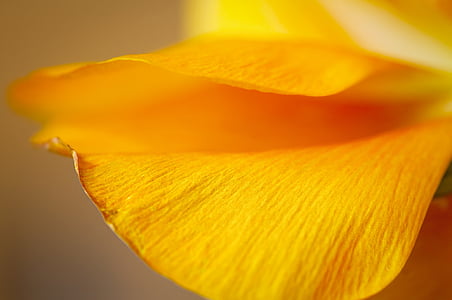 shallow focus photography of orange petaled flower thumbnail