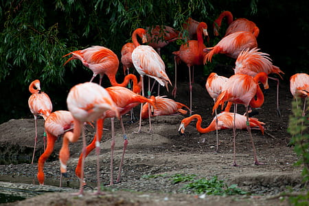 flock of flamingos thumbnail